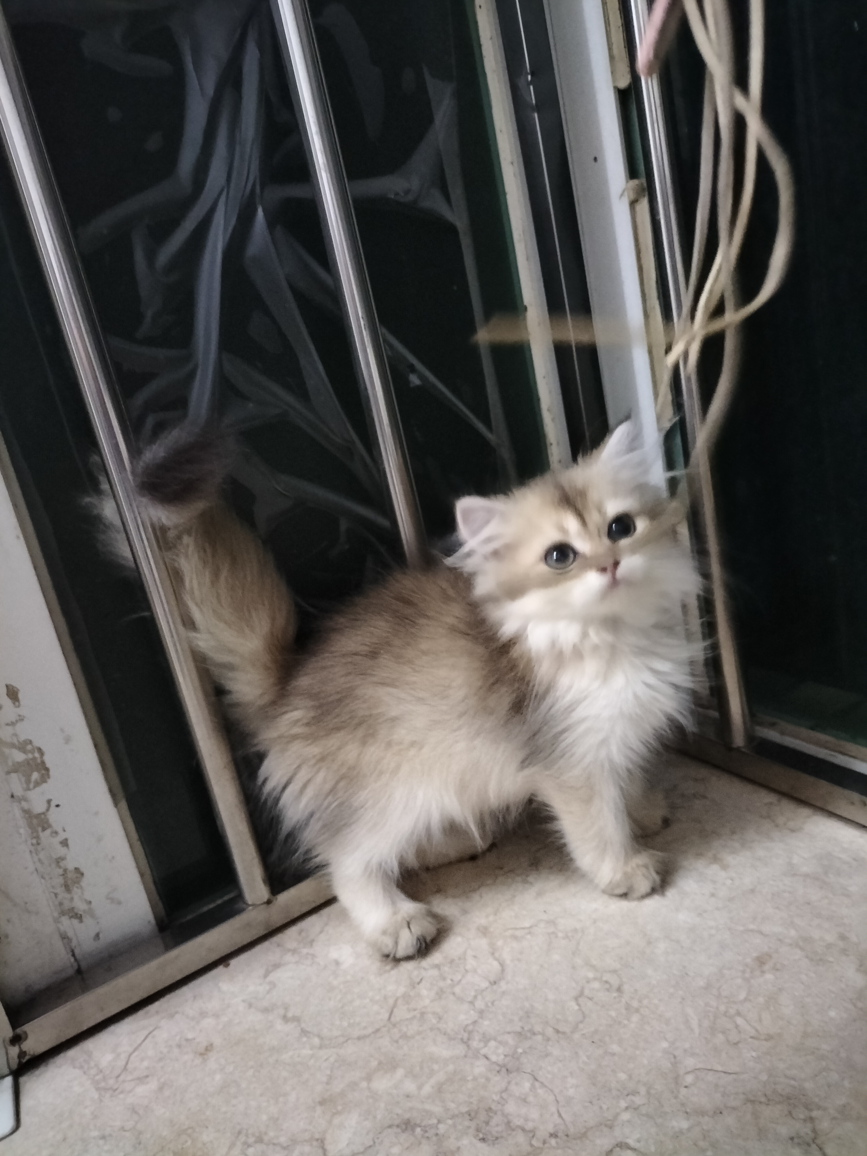 长毛金渐层
